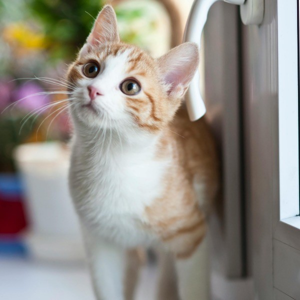 Veterinaria